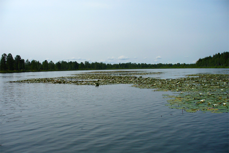 Заросли кувшинок, кубышек и водяного ореха в середине озера Солонецкого